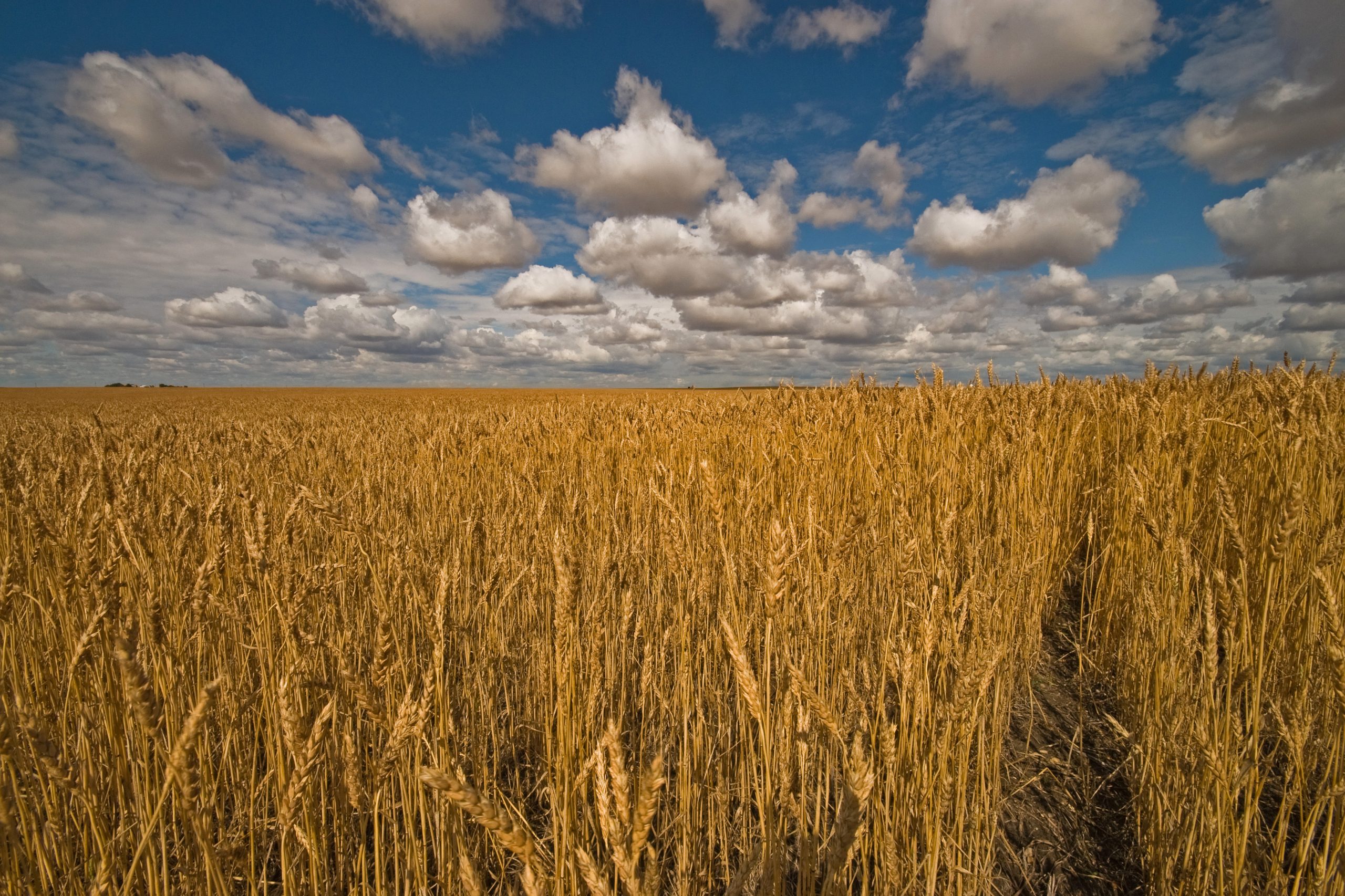 Spacious-Skies-and-Amber-Waves-scaled