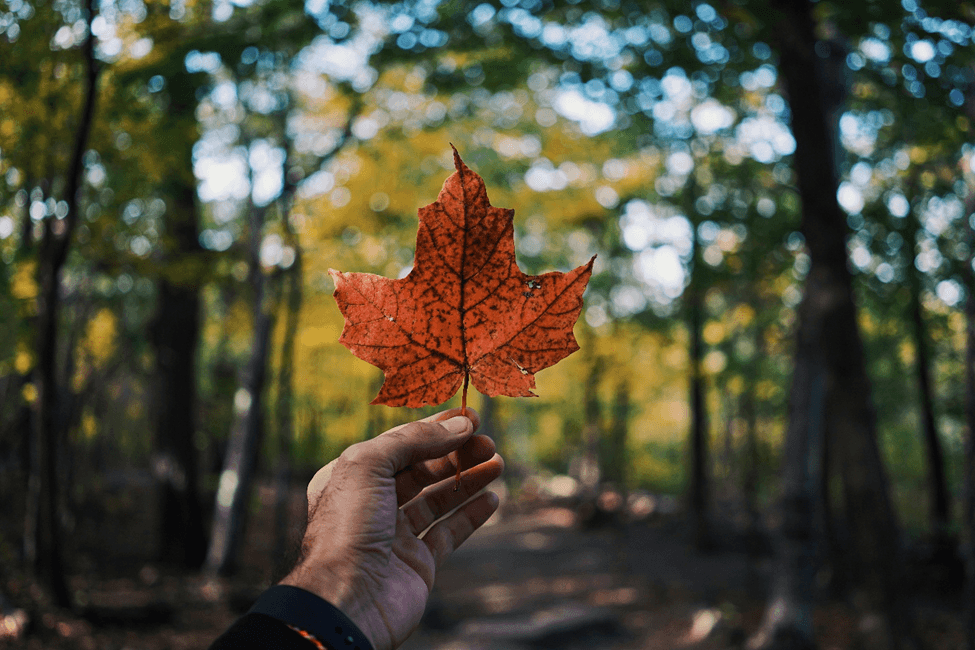 A person holds a red maple leaf while celebrating Canada Day outdoors.