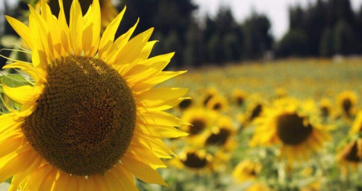 Feeling Guilty for Doing "Nothing" This Summer? An ADHD and Attachment Perspective Bright sunflower in a sunny field representing rest, slowing down, and overcoming guilt about doing nothing during summer.