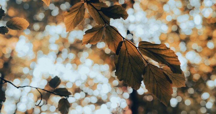 Leaves on a tree in the fall