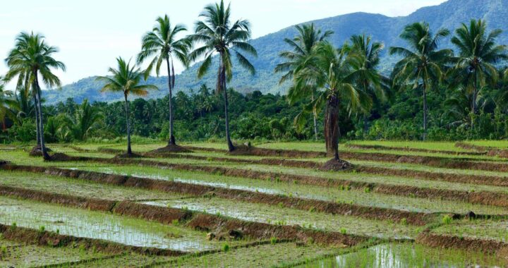 a terraced rice paddy field with standing water, scattered palm trees, and rolling mountains in the background, resembling a tropical agricultural landscape as seen in the Philippines